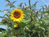 kibo-vlindertuin-aug-13-007